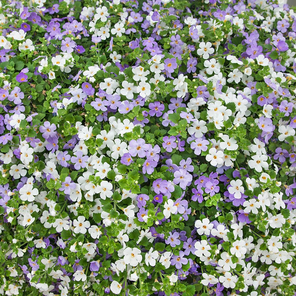 Mixed Bacopa Utopia Flower seeds for Planting - Long Bloom Season, Heirloom & GMO Free Seeds for Home Garden
 
 Sale for planting in home garden.