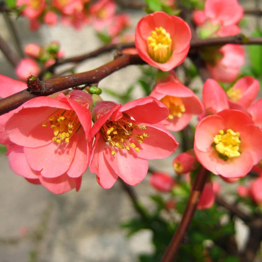 Chaenomeles Speciosa Flower Seeds