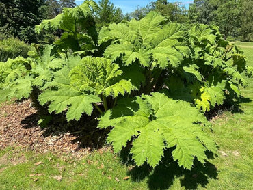 Semi di Erba di Rabarbaro Gigante