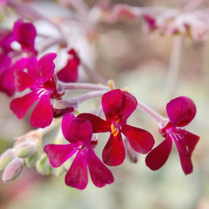 Semi di fiore di Pelargonium Sidoides
