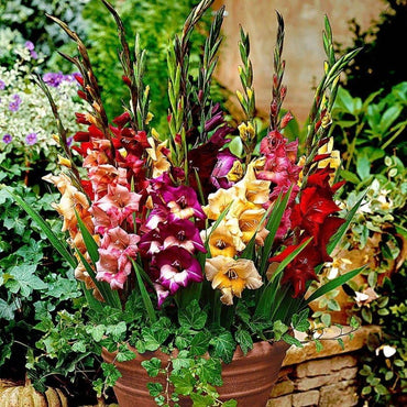 Gladiolus Flower Seeds