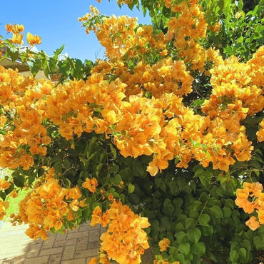 Yellow Bougainvillea Flower seeds for Planting - Pollinator Friendly, Heirloom & GMO Free Seeds for Home Garden