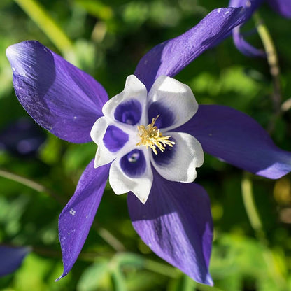 Purple Columbine Flower Seeds