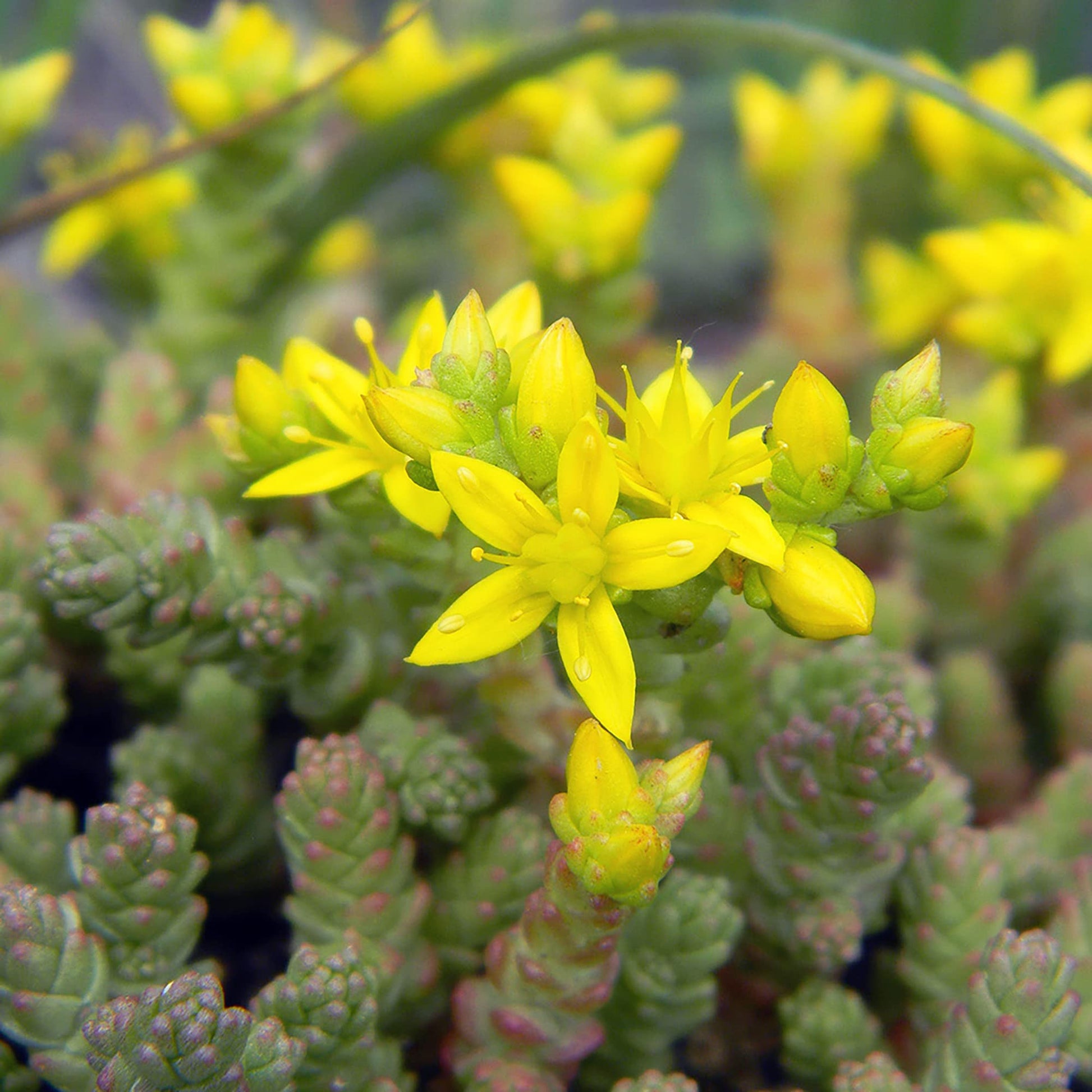golden moss succulent Gold Moss Sedum (Sedum acre) Groundcover Seeds – Heirloom, Non-GMO, Dr – Pure Asia Seeds