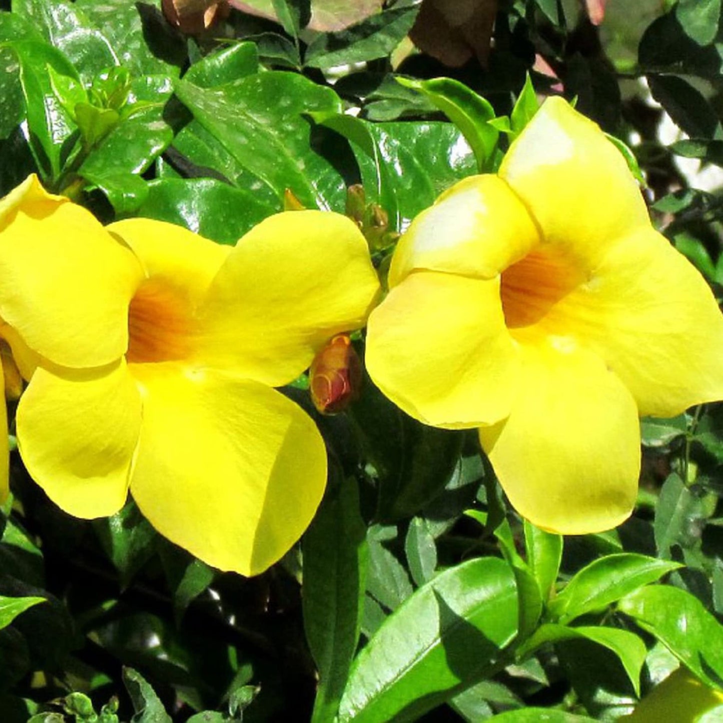 Gelbe Mandevilla Sanderi Blumensamen