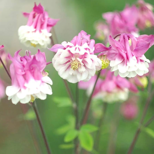 Aquilegia Pink Petticoat Flower Seeds