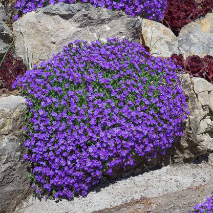 Aubrieta Flower Seeds