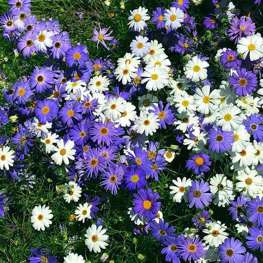 Swan River Daisy Flower Seeds