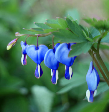 Blue Bleeding Heart Flower Seeds
