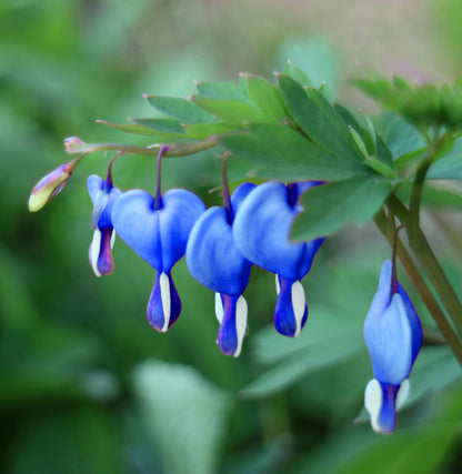 Blue Bleeding Heart Flower Seeds