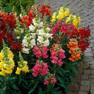 Antirrhinum Flower seeds for Planting Bright Blooms Heirloom & GMO Free Seeds for Home Garden