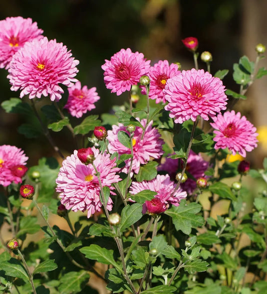 Crucianella Flower seeds for Planting - Premium Quality, Heirloom & GMO Free Seeds for Home Garden