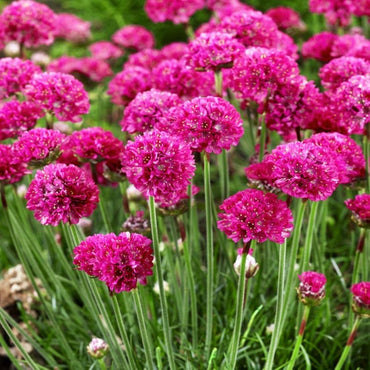 Armeria Maritima Flower  Seeds