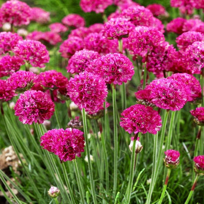 Armeria Maritima Flower  Seeds