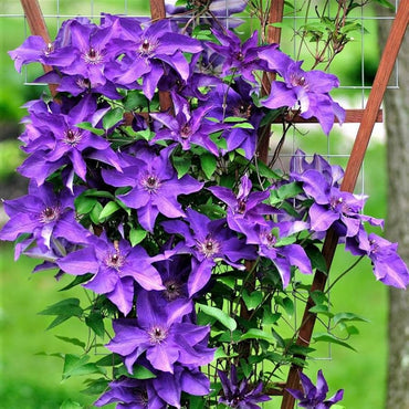 Dark Purple Clematis Flower Seeds