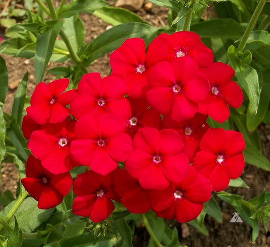 Red Phlox Flower Seeds