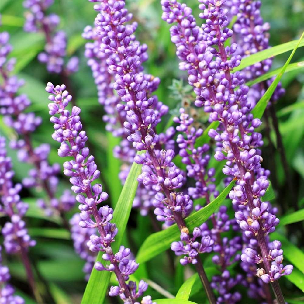 Liriope Big Blue Flower Seeds