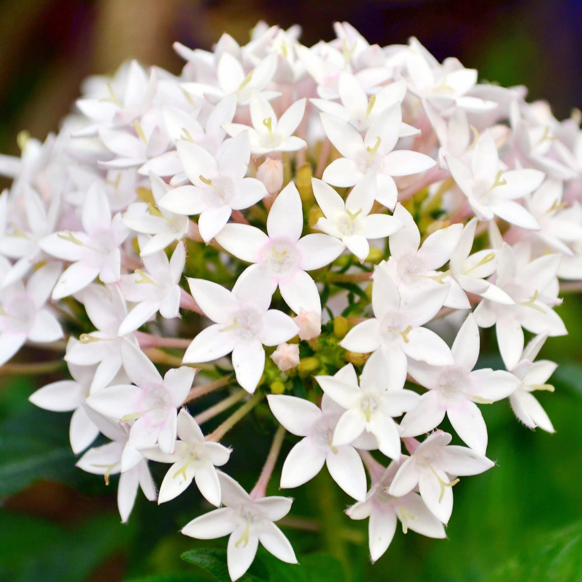 egyptian star flower seeds Egyptian Star Cluster Flower Seeds for Planting – Heirloom, Non-GMO, P – Pure Asia Seeds