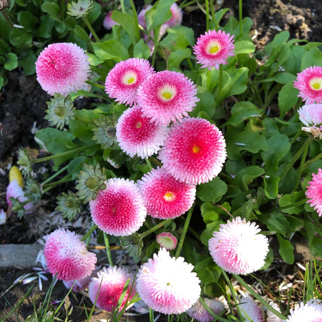 Englische Gänseblümchen, Bellis Perennis, Blumensamen