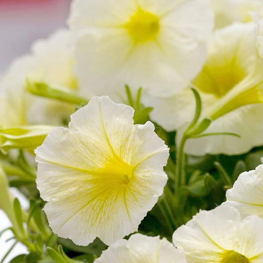 Shock Wave Yellow Petunia Seeds