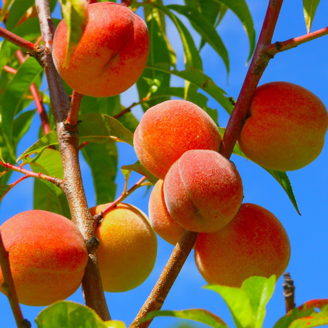Dwarf Peach Fruit Seeds