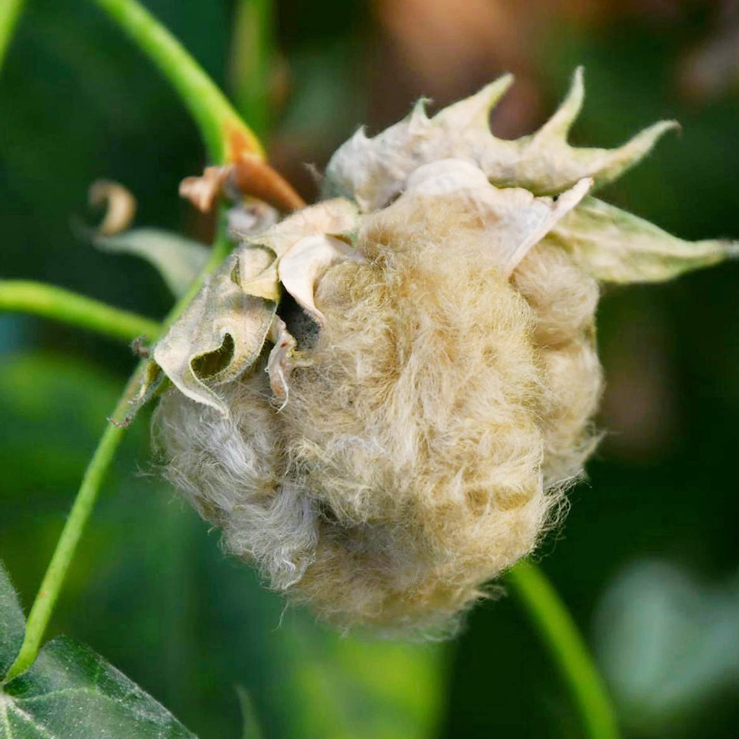 Sea Island Brown Cotton Flower Seeds
