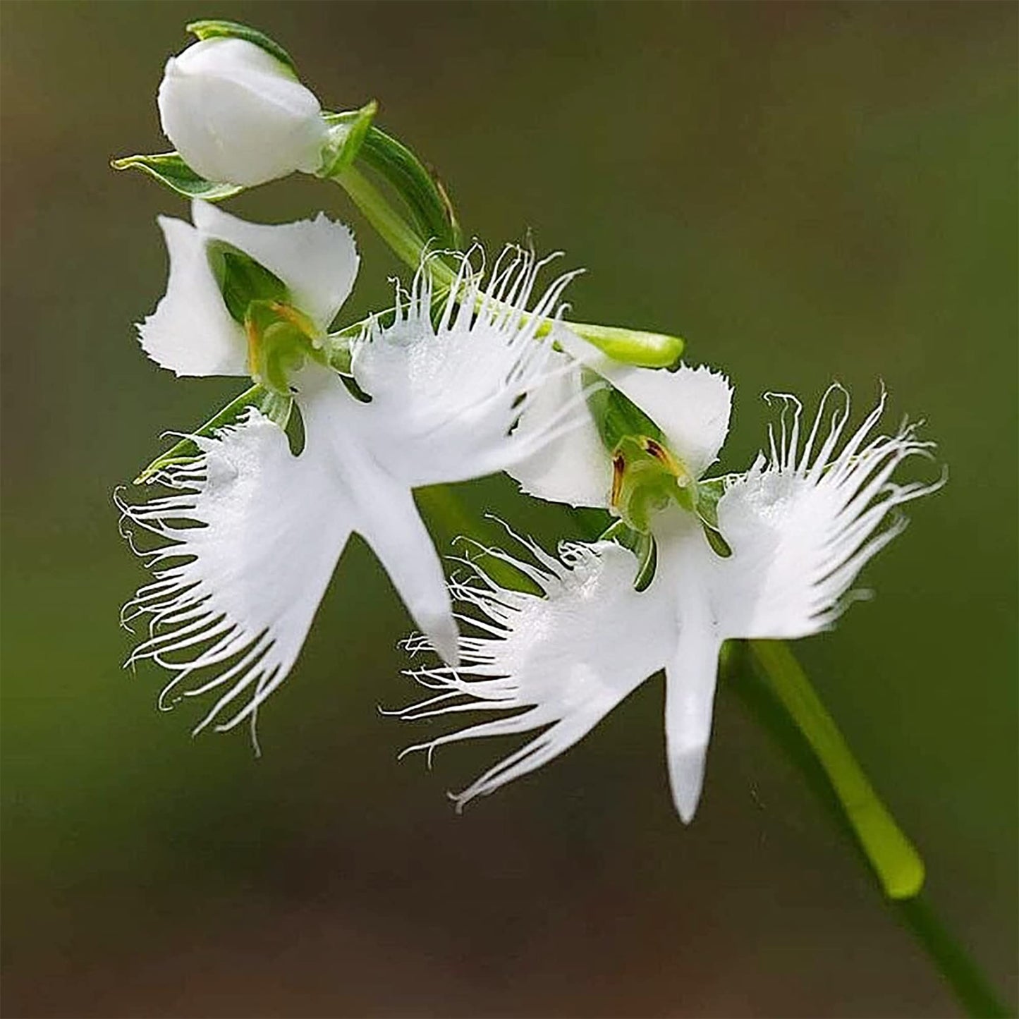 White Egret Orchid Flower Seeds