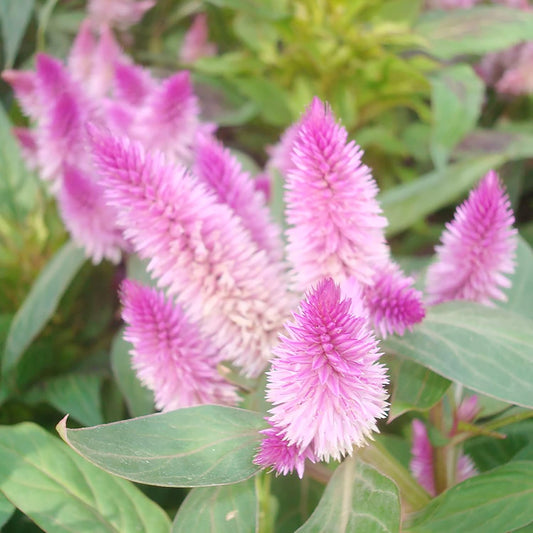 Celosia 'Flamingo Feather' Flower Seeds