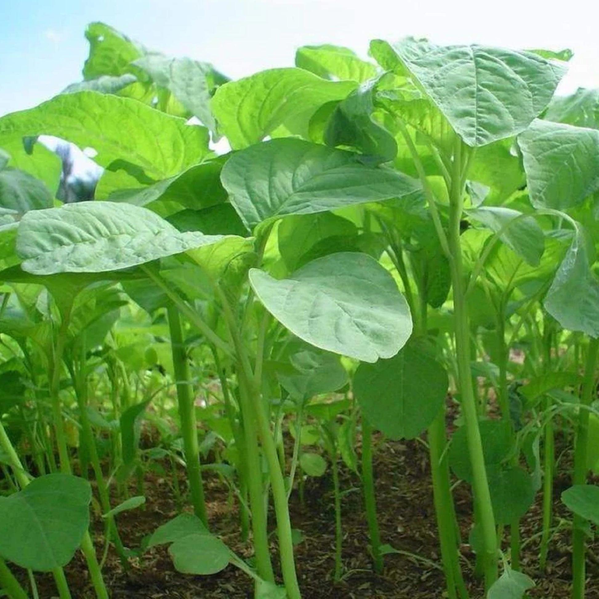 callaloo plant seeds Jamaican Callaloo (Amaranthus sp.) Vegetable Seeds for Planting – Heir – Pure Asia Seeds