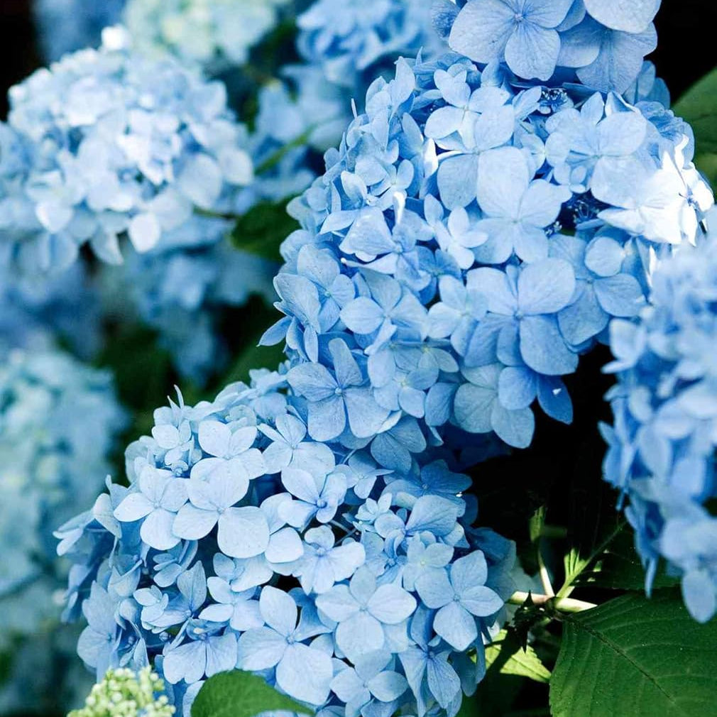Sky Blue Hydrangea Flower seeds for Planting - Cut Flower Favorite, Heirloom & GMO Free Seeds for Home Garden
 
 Sale for planting in home garden