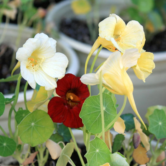 Night and Day Nasturtium Flower Seeds