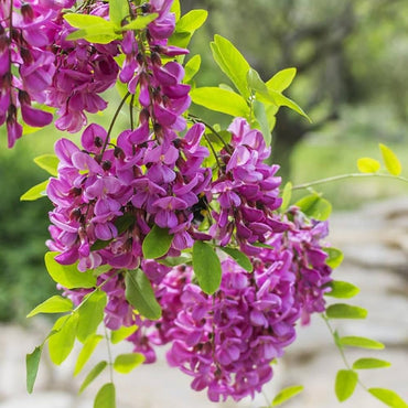 Purple Black Locust Flower  Seeds