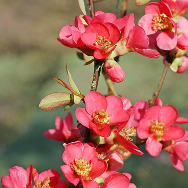 Chaenomeles Speciosa Flower Seeds
