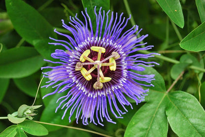 Purple Passion Vine Flower Seeds