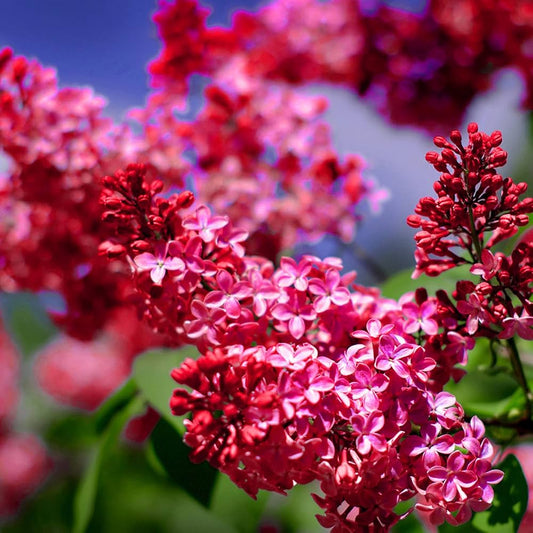 Red Lilac Flower Seeds
