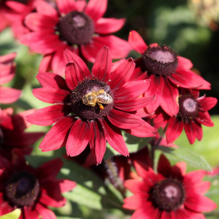 Rudbeckia hirta 'Cherry Brandy' (Black-Eyed Susan) Flower Seeds