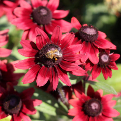 Rudbeckia hirta 'Cherry Brandy' (Black-Eyed Susan) Flower Seeds