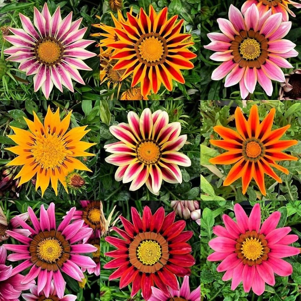 Semillas de flores de gazania
