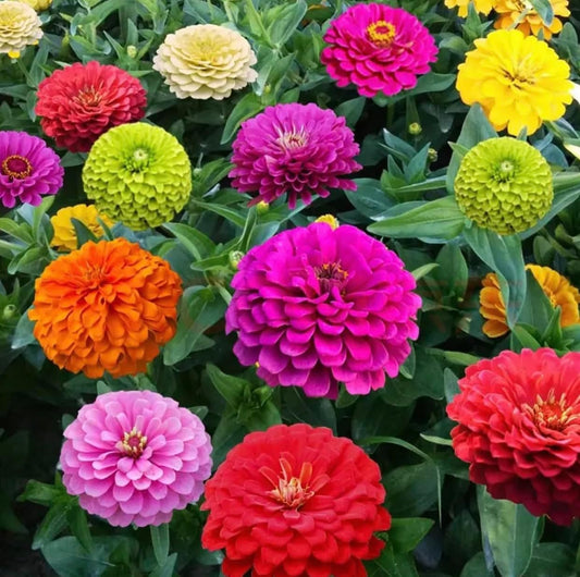 Zinnia  Flower Seeds
