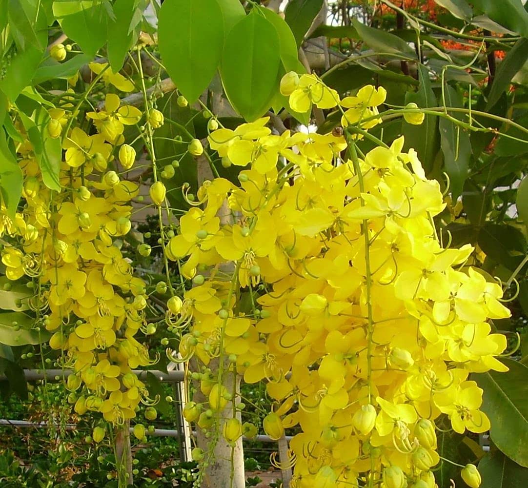 Golden Shower Flower Seeds