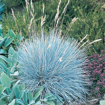 planting blue fescue seeds Blue Fescue Ornamental Grass Herb Seeds for Planting – Heirloom, Non-G – Pure Asia Seeds
