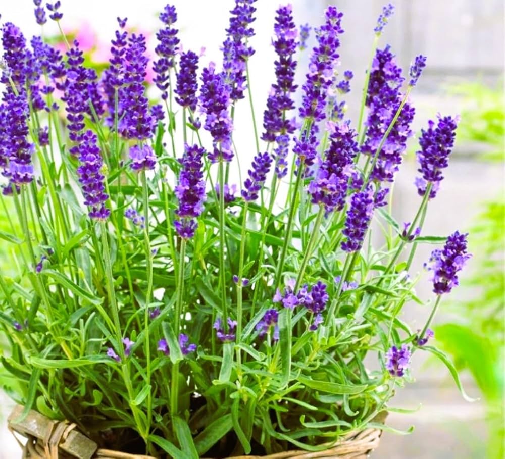 Provence Lavender Flower seeds for Planting - Easy to Grow, Heirloom & GMO Free Seeds for Home Garden
