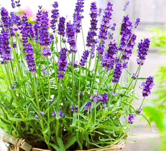 Provence Lavender Flower seeds for Planting - Easy to Grow, Heirloom & GMO Free Seeds for Home Garden