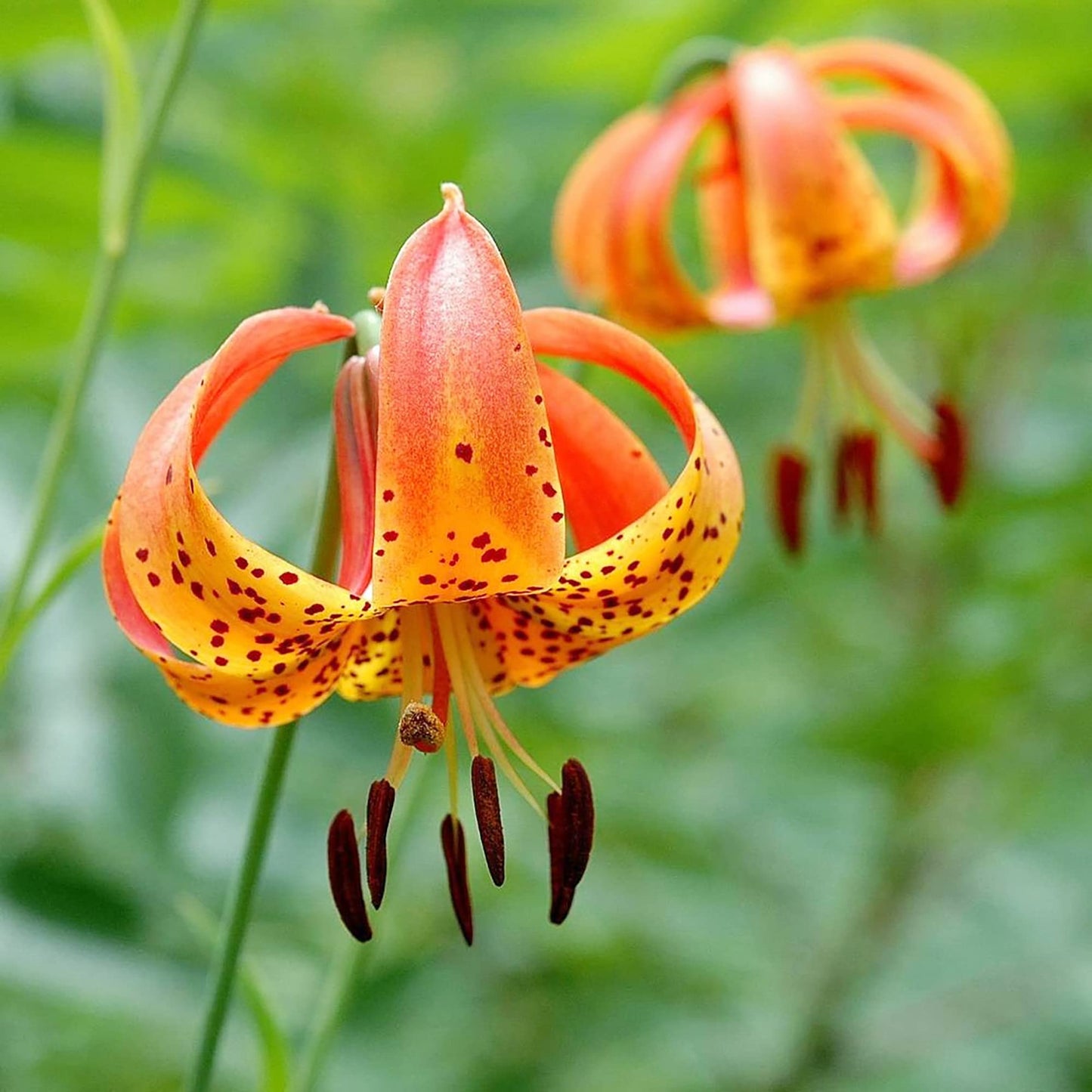 Turk's Cap Lily Flower Seeds