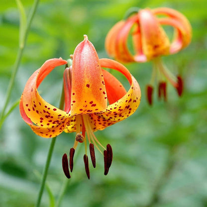 Turk's Cap Lily Flower Seeds