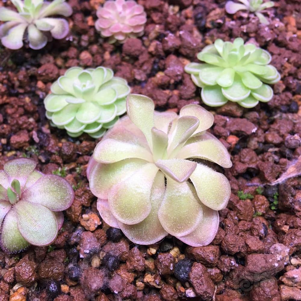 Pinguicula Cyclosecta Flower Seeds
