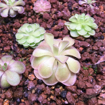 Pinguicula Cyclosecta Flower Seeds