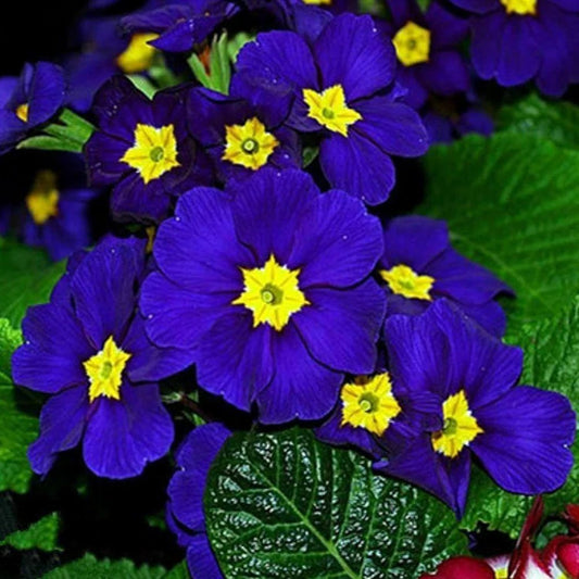 Blue Evening Primrose Flower Seeds