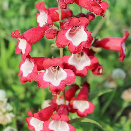Red Penstemon Hartwegii Flower seeds for Planting - Vibrant Colors, Heirloom & GMO Free Seeds for Home Garden
 
 Sale for planting in home garden