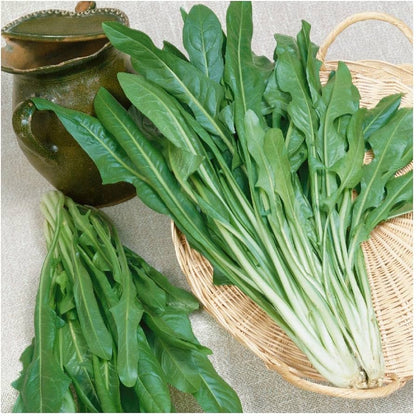 Catalogna Smaragdgrüner Endivien-Gemüsesamen